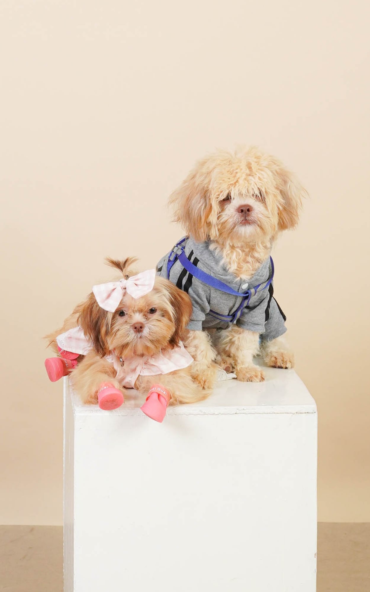 Pet portrait photographed at Pixcelyn Photo & Print